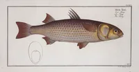 Picture 384 of 416 from Allgemeine Naturgeschichte der Fische. French = Ichtylogie, ou Histoire naturelle : generale et particuliere des poissons (1785), leaf 418
