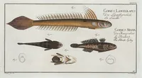 Picture 37 of 416 from Allgemeine Naturgeschichte der Fische. French = Ichtylogie, ou Histoire naturelle : generale et particuliere des poissons (1785), leaf 42