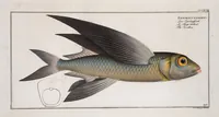 An illustration from Allgemeine Naturgeschichte der Fische. French = Ichtylogie, ou Histoire naturelle : generale et particuliere des poissons (1785)