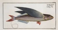 Picture 387 of 416 from Allgemeine Naturgeschichte der Fische. French = Ichtylogie, ou Histoire naturelle : generale et particuliere des poissons (1785), leaf 423