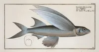 An illustration from Allgemeine Naturgeschichte der Fische. French = Ichtylogie, ou Histoire naturelle : generale et particuliere des poissons (1785)