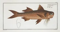 An illustration from Allgemeine Naturgeschichte der Fische. French = Ichtylogie, ou Histoire naturelle : generale et particuliere des poissons (1785)