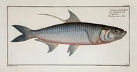 An illustration from Allgemeine Naturgeschichte der Fische. French = Ichtylogie, ou Histoire naturelle : generale et particuliere des poissons (1785)