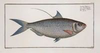 An illustration from Allgemeine Naturgeschichte der Fische. French = Ichtylogie, ou Histoire naturelle : generale et particuliere des poissons (1785)