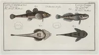An illustration from Allgemeine Naturgeschichte der Fische. French = Ichtylogie, ou Histoire naturelle : generale et particuliere des poissons (1785)