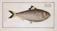 Picture 393 of 416 from Allgemeine Naturgeschichte der Fische. French = Ichtylogie, ou Histoire naturelle : generale et particuliere des poissons (1785), leaf 430
