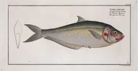 An illustration from Allgemeine Naturgeschichte der Fische. French = Ichtylogie, ou Histoire naturelle : generale et particuliere des poissons (1785)