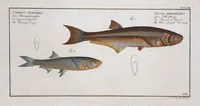 Picture 395 of 416 from Allgemeine Naturgeschichte der Fische. French = Ichtylogie, ou Histoire naturelle : generale et particuliere des poissons (1785), leaf 433
