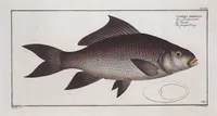 An illustration from Allgemeine Naturgeschichte der Fische. French = Ichtylogie, ou Histoire naturelle : generale et particuliere des poissons (1785)