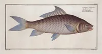 An illustration from Allgemeine Naturgeschichte der Fische. French = Ichtylogie, ou Histoire naturelle : generale et particuliere des poissons (1785)