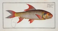 Picture 399 of 416 from Allgemeine Naturgeschichte der Fische. French = Ichtylogie, ou Histoire naturelle : generale et particuliere des poissons (1785), leaf 437