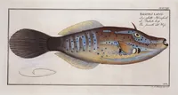 Picture 401 of 416 from Allgemeine Naturgeschichte der Fische. French = Ichtylogie, ou Histoire naturelle : generale et particuliere des poissons (1785), leaf 439