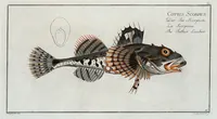 Picture 39 of 416 from Allgemeine Naturgeschichte der Fische. French = Ichtylogie, ou Histoire naturelle : generale et particuliere des poissons (1785), leaf 44