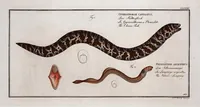 An illustration from Allgemeine Naturgeschichte der Fische. French = Ichtylogie, ou Histoire naturelle : generale et particuliere des poissons (1785)