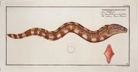Picture 403 of 416 from Allgemeine Naturgeschichte der Fische. French = Ichtylogie, ou Histoire naturelle : generale et particuliere des poissons (1785), leaf 441