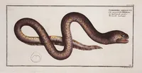 An illustration from Allgemeine Naturgeschichte der Fische. French = Ichtylogie, ou Histoire naturelle : generale et particuliere des poissons (1785)