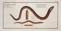 An illustration from Allgemeine Naturgeschichte der Fische. French = Ichtylogie, ou Histoire naturelle : generale et particuliere des poissons (1785)