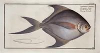 Picture 407 of 416 from Allgemeine Naturgeschichte der Fische. French = Ichtylogie, ou Histoire naturelle : generale et particuliere des poissons (1785), leaf 445