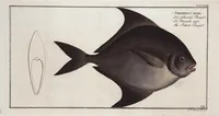 Picture 409 of 416 from Allgemeine Naturgeschichte der Fische. French = Ichtylogie, ou Histoire naturelle : generale et particuliere des poissons (1785), leaf 447