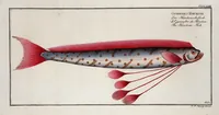Picture 410 of 416 from Allgemeine Naturgeschichte der Fische. French = Ichtylogie, ou Histoire naturelle : generale et particuliere des poissons (1785), leaf 448