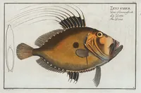 Picture 40 of 416 from Allgemeine Naturgeschichte der Fische. French = Ichtylogie, ou Histoire naturelle : generale et particuliere des poissons (1785), leaf 45