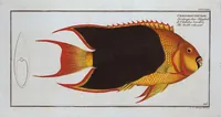 Picture 412 of 416 from Allgemeine Naturgeschichte der Fische. French = Ichtylogie, ou Histoire naturelle : generale et particuliere des poissons (1785), leaf 450