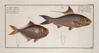 An illustration from Allgemeine Naturgeschichte der Fische. French = Ichtylogie, ou Histoire naturelle : generale et particuliere des poissons (1785)
