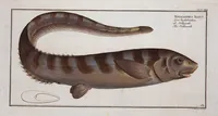 Picture 415 of 416 from Allgemeine Naturgeschichte der Fische. French = Ichtylogie, ou Histoire naturelle : generale et particuliere des poissons (1785), leaf 455