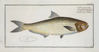 Picture 416 of 416 from Allgemeine Naturgeschichte der Fische. French = Ichtylogie, ou Histoire naturelle : generale et particuliere des poissons (1785), leaf 456