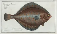 An illustration from Allgemeine Naturgeschichte der Fische. French = Ichtylogie, ou Histoire naturelle : generale et particuliere des poissons (1785)
