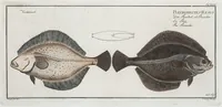 Picture 43 of 416 from Allgemeine Naturgeschichte der Fische. French = Ichtylogie, ou Histoire naturelle : generale et particuliere des poissons (1785), leaf 48