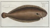 An illustration from Allgemeine Naturgeschichte der Fische. French = Ichtylogie, ou Histoire naturelle : generale et particuliere des poissons (1785)