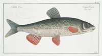 An illustration from Allgemeine Naturgeschichte der Fische. French = Ichtylogie, ou Histoire naturelle : generale et particuliere des poissons (1785)