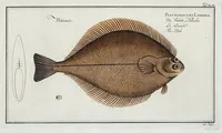 An illustration from Allgemeine Naturgeschichte der Fische. French = Ichtylogie, ou Histoire naturelle : generale et particuliere des poissons (1785)