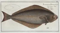 An illustration from Allgemeine Naturgeschichte der Fische. French = Ichtylogie, ou Histoire naturelle : generale et particuliere des poissons (1785)