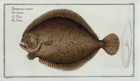 An illustration from Allgemeine Naturgeschichte der Fische. French = Ichtylogie, ou Histoire naturelle : generale et particuliere des poissons (1785)