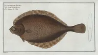 An illustration from Allgemeine Naturgeschichte der Fische. French = Ichtylogie, ou Histoire naturelle : generale et particuliere des poissons (1785)