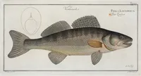 An illustration from Allgemeine Naturgeschichte der Fische. French = Ichtylogie, ou Histoire naturelle : generale et particuliere des poissons (1785)