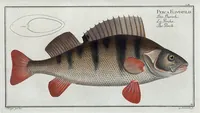 Picture 51 of 416 from Allgemeine Naturgeschichte der Fische. French = Ichtylogie, ou Histoire naturelle : generale et particuliere des poissons (1785), leaf 56