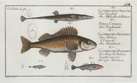 An illustration from Allgemeine Naturgeschichte der Fische. French = Ichtylogie, ou Histoire naturelle : generale et particuliere des poissons (1785)