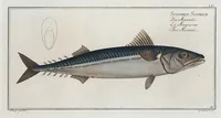 Picture 53 of 416 from Allgemeine Naturgeschichte der Fische. French = Ichtylogie, ou Histoire naturelle : generale et particuliere des poissons (1785), leaf 58