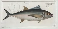 Picture 54 of 416 from Allgemeine Naturgeschichte der Fische. French = Ichtylogie, ou Histoire naturelle : generale et particuliere des poissons (1785), leaf 59