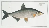 Picture 6 of 416 from Allgemeine Naturgeschichte der Fische. French = Ichtylogie, ou Histoire naturelle : generale et particuliere des poissons (1785), leaf 6
