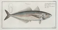 Picture 55 of 416 from Allgemeine Naturgeschichte der Fische. French = Ichtylogie, ou Histoire naturelle : generale et particuliere des poissons (1785), leaf 60