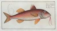 Picture 56 of 416 from Allgemeine Naturgeschichte der Fische. French = Ichtylogie, ou Histoire naturelle : generale et particuliere des poissons (1785), leaf 61