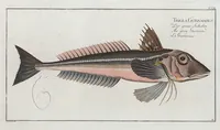An illustration from Allgemeine Naturgeschichte der Fische. French = Ichtylogie, ou Histoire naturelle : generale et particuliere des poissons (1785)