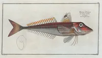 Picture 58 of 416 from Allgemeine Naturgeschichte der Fische. French = Ichtylogie, ou Histoire naturelle : generale et particuliere des poissons (1785), leaf 63