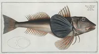 Picture 59 of 416 from Allgemeine Naturgeschichte der Fische. French = Ichtylogie, ou Histoire naturelle : generale et particuliere des poissons (1785), leaf 64