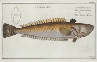 An illustration from Allgemeine Naturgeschichte der Fische. French = Ichtylogie, ou Histoire naturelle : generale et particuliere des poissons (1785)