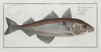 An illustration from Allgemeine Naturgeschichte der Fische. French = Ichtylogie, ou Histoire naturelle : generale et particuliere des poissons (1785)